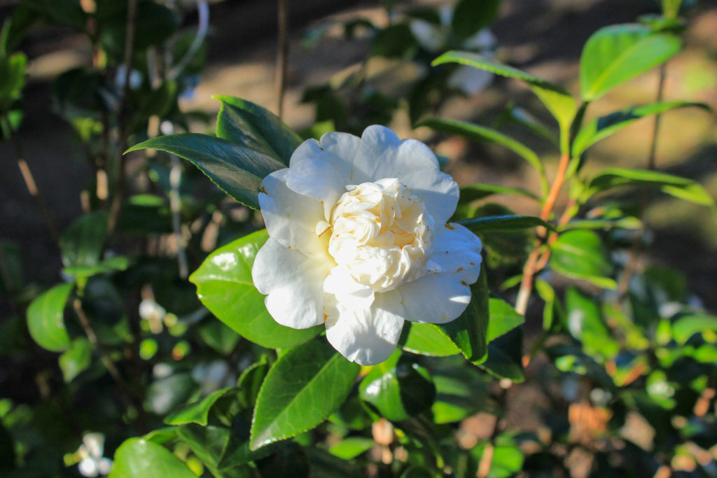extérieur, jardin, cap ferret, villa concorde, villa